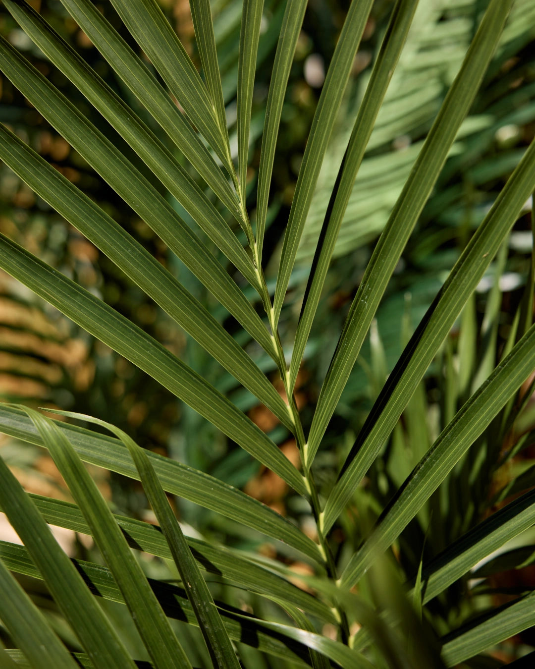Tropical Rainforest